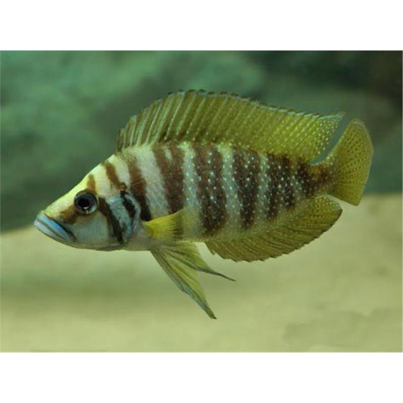 Lamprologus calvus - imagine 5